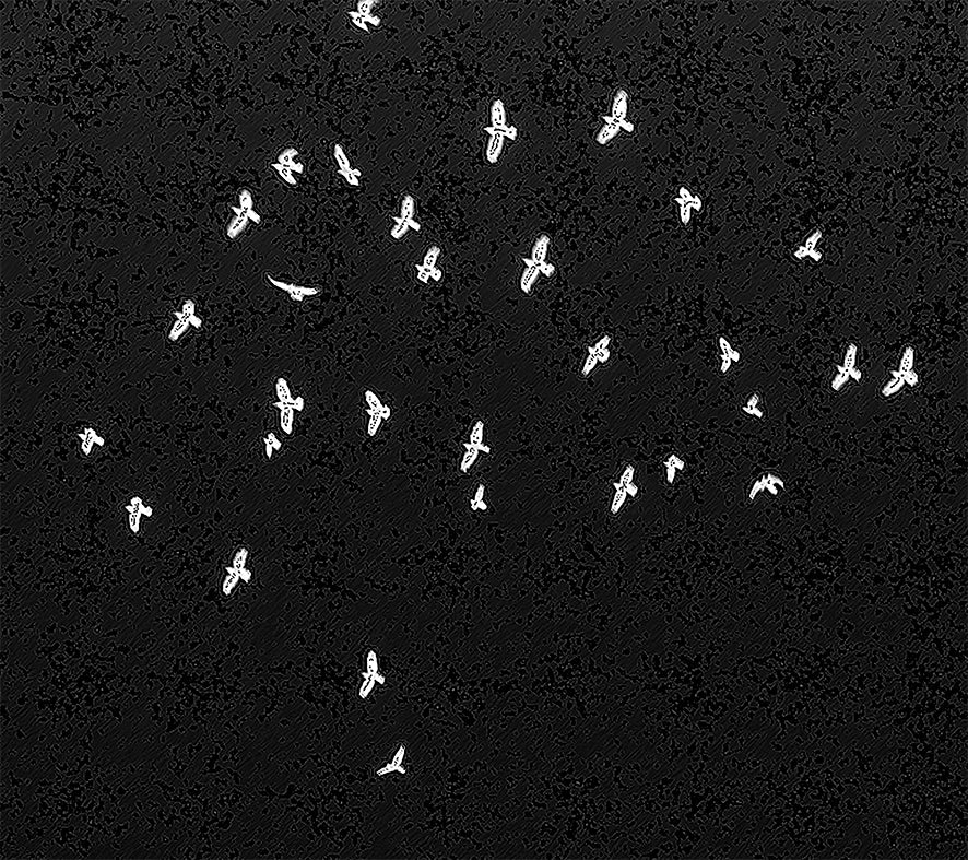 Flight of Fancy