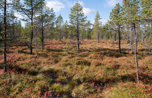 skog høst hallingdal rukke foto myr