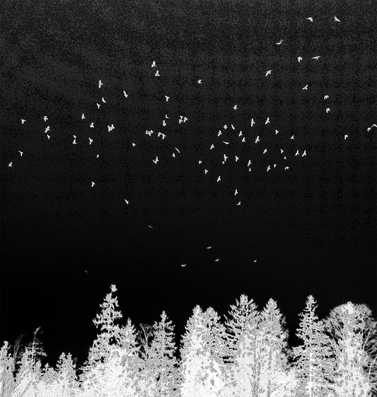 Flight of Fancy