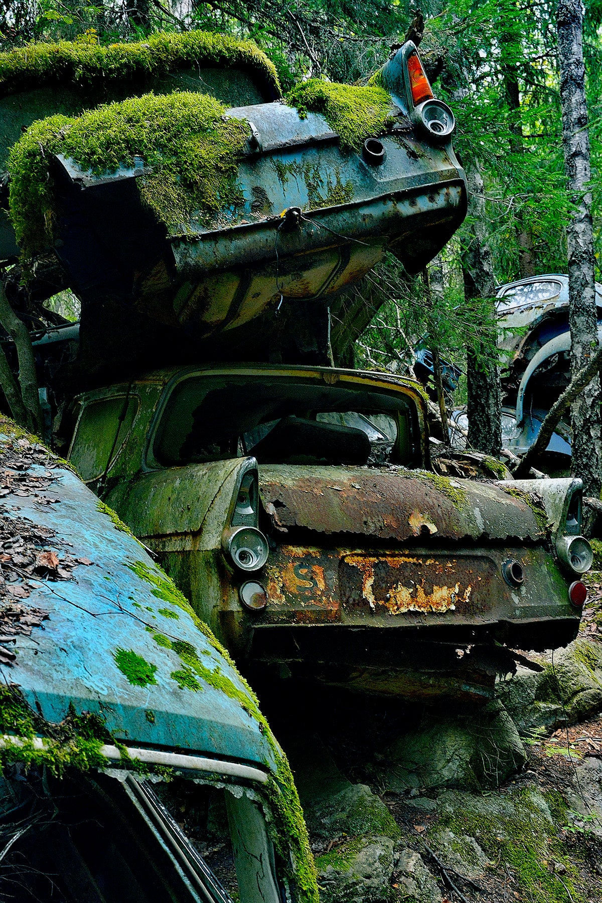 Cars in forrest II