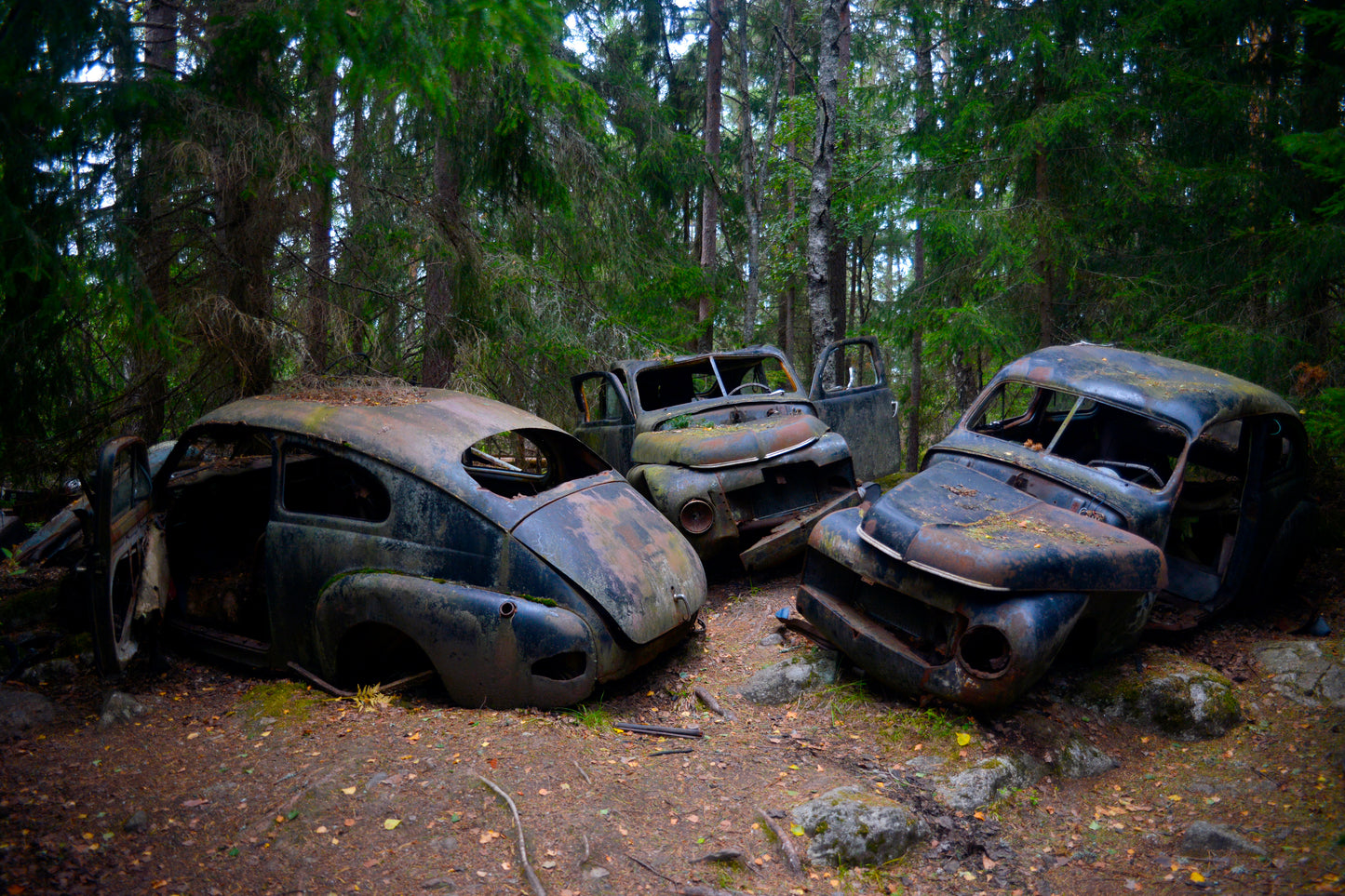 Cars in the forrest