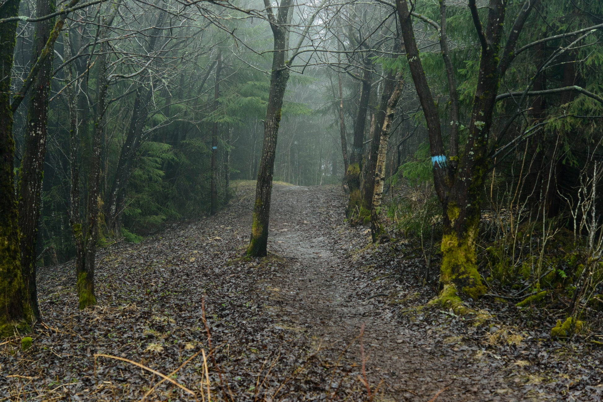 Nordmarka skiløype høst regn kunstfoto